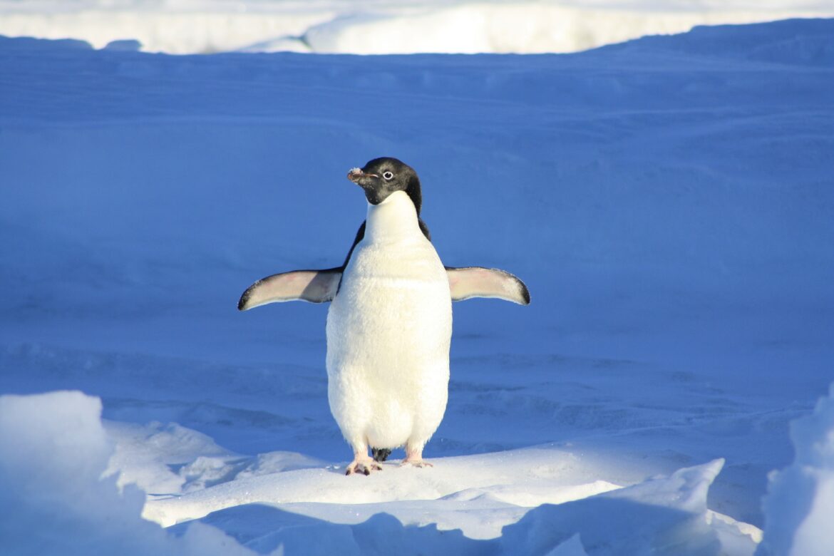 penguin 56101 1920