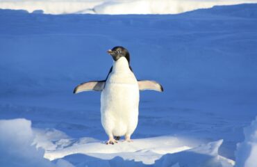 penguin 56101 1920