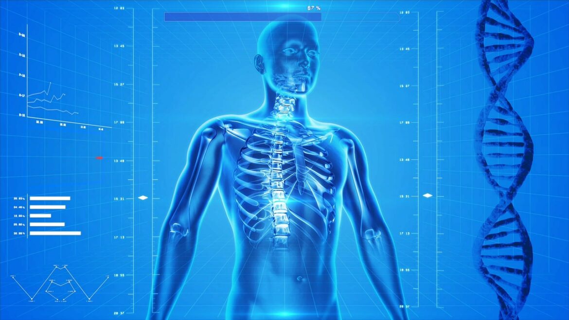 human skeleton 163715 1280
